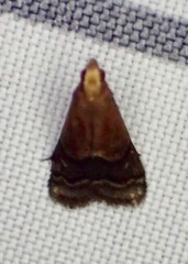 Eulogia ochrifrontella