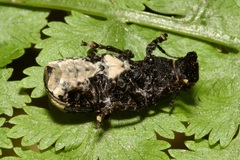 Platyrhinus resinosus