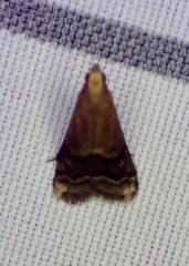 Eulogia ochrifrontella