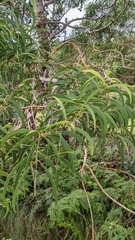 Acacia koa