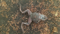 Hoplobatrachus occipitalis