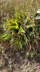 Furcraea andina