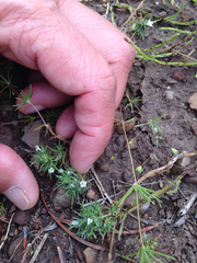 Navarretia intertexta