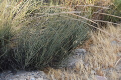 Salsola genistoides