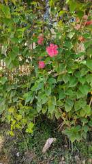 Hibiscus rosa-sinensis