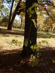 Morus rubra