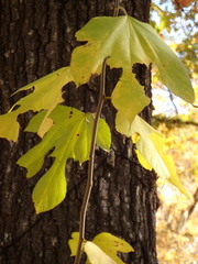 Morus rubra
