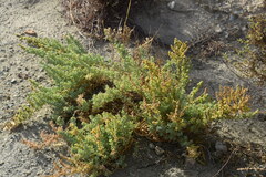 Salsola papillosa