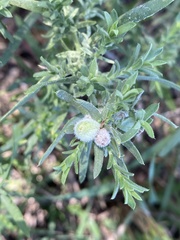 Rhopalomyia gemmaria