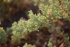 Salsola papillosa