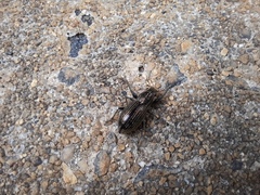 Naupactus tremolerasi