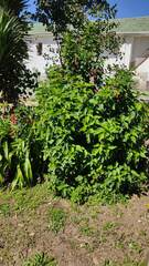 Malvaviscus arboreus