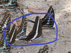 Graphium kirbyi