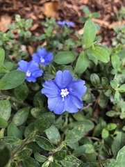 Evolvulus glomeratus