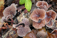 Gymnopus foetidus