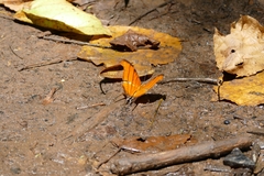Marpesia petreus