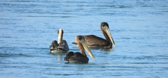 Pelecanus occidentalis