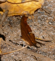 Marpesia petreus