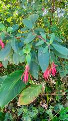 Fuchsia boliviana