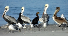 Pelecanus occidentalis