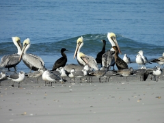 Pelecanus occidentalis