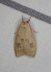 Machimia tentoriferella