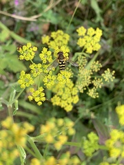 Syrphus