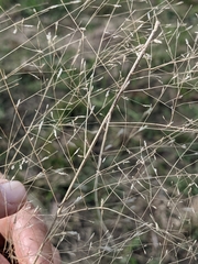 Eragrostis spectabilis