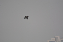 Milvus migrans