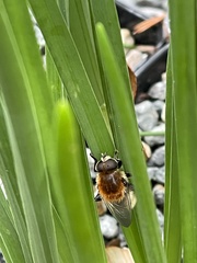 Merodon equestris