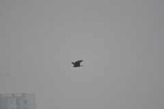 Milvus migrans