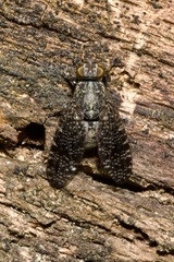 Platystoma seminationis