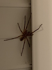 Zoropsis spinimana