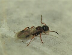 Dolichoderus quadripunctatus