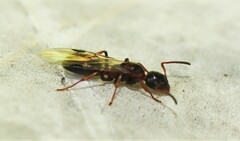 Dolichoderus quadripunctatus
