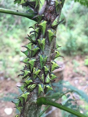 Umbonia