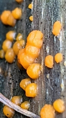 Dacrymyces stillatus