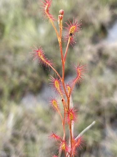Drosera affinis