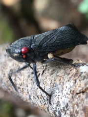 Acraephia perspicillata