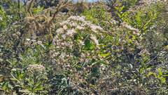 Ageratina glabrata