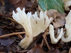 Clavulina rugosa