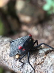 Acraephia perspicillata