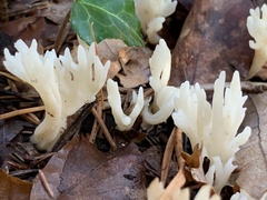 Clavulina rugosa
