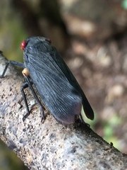 Acraephia perspicillata