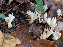 Clavulina rugosa