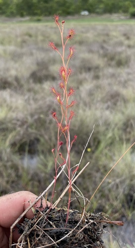 Drosera affinis