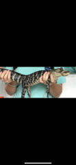 Alligator mississippiensis