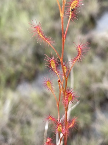 Drosera affinis