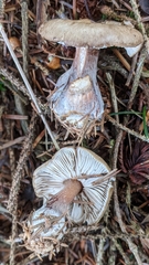 Rhodocollybia butyracea