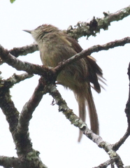 Iole viridescens